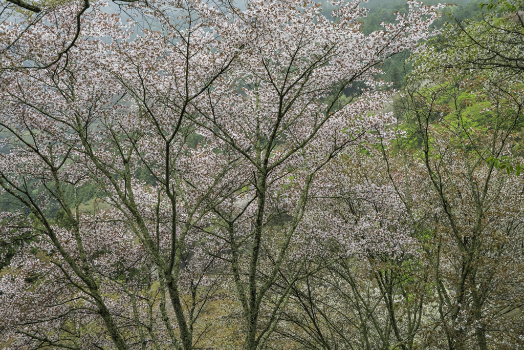　山桜