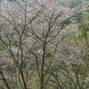 　山桜