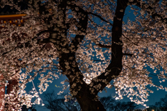 夜桜