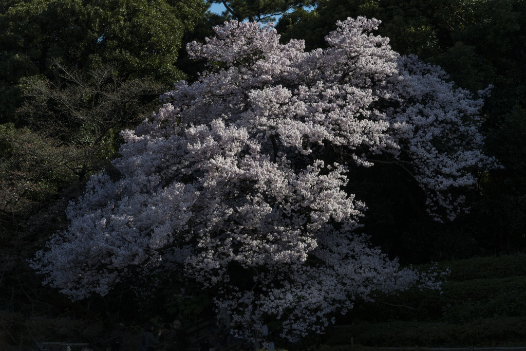 御苑の桜「高遠小彼岸桜」