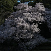 御苑の桜「高遠小彼岸桜」