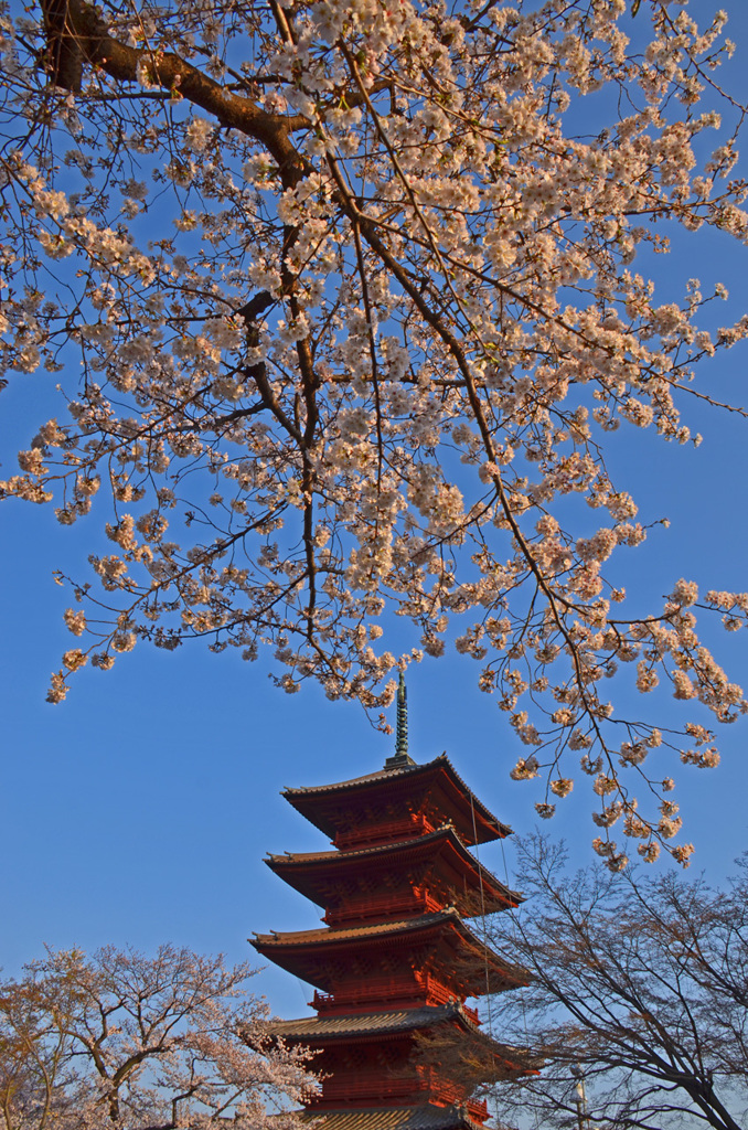 五重塔と桜