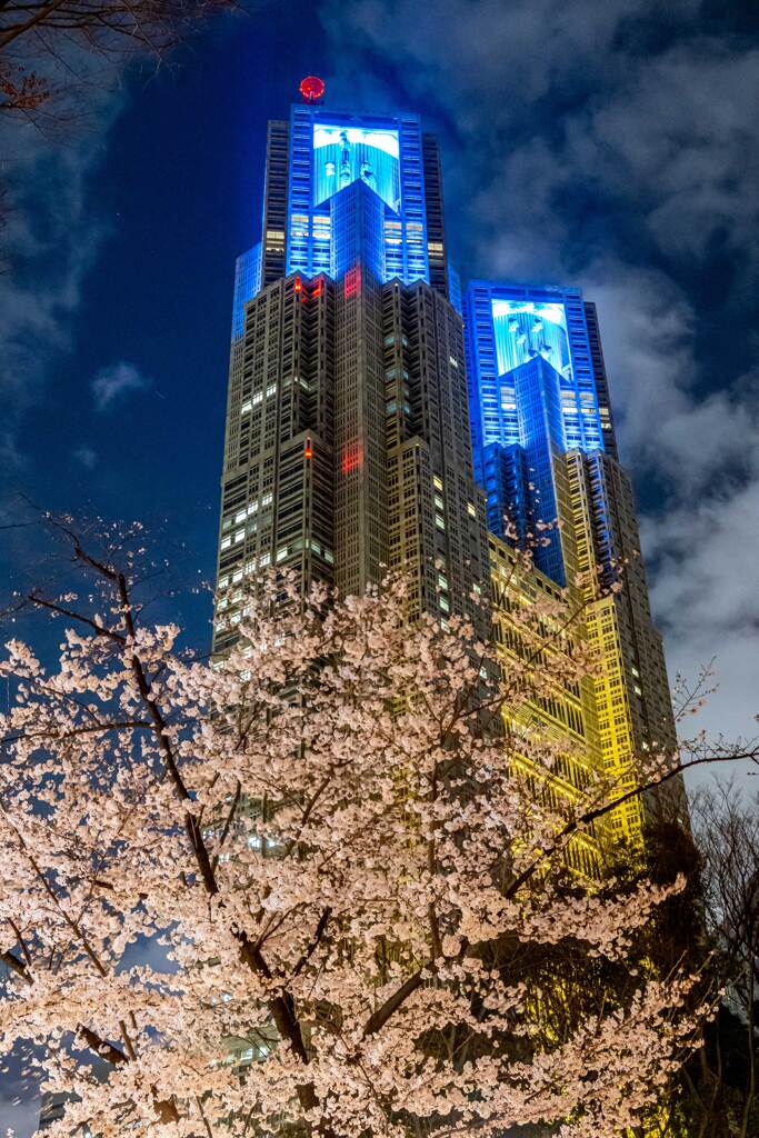 都庁&夜桜