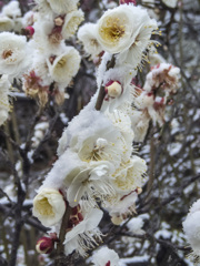 春の淡雪