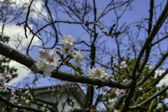 初秋「二の丸庭園」