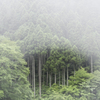 霧の杉林