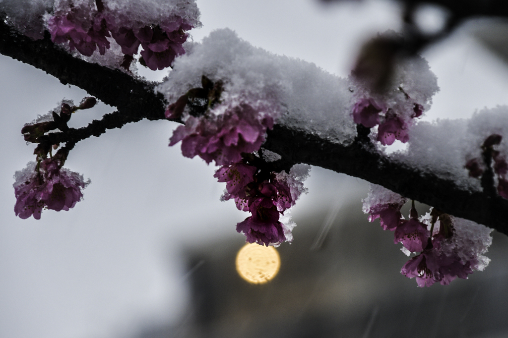 雪の本門寺 (3)