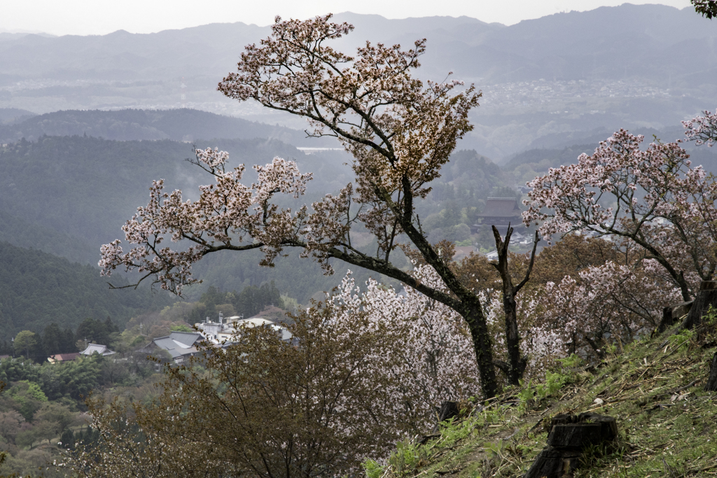 吉野山上千本桜