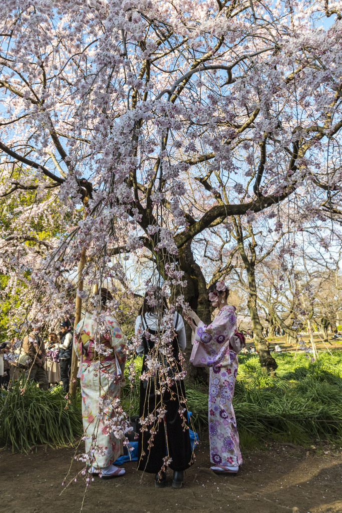 御苑の桜「枝垂桜」