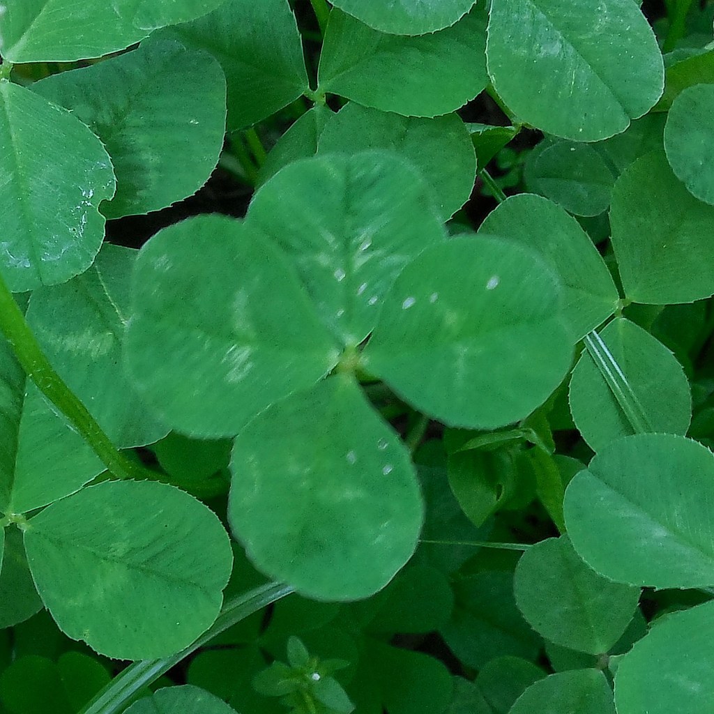 79　ヨツバ