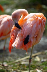 宇都宮動物園9