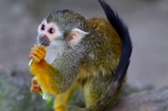 宇都宮動物園6