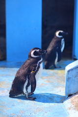 宇都宮動物園11