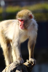 宇都宮動物園7