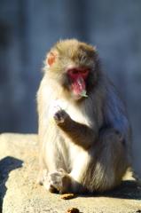 宇都宮動物園2