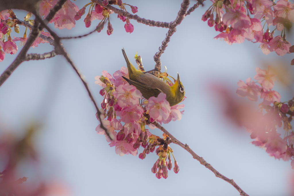 桜のベッド