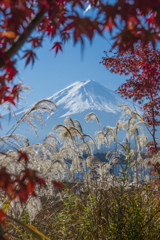 秋です。紅葉です。