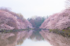 Sakura dots