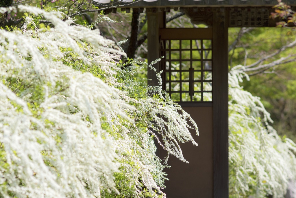 春の雪