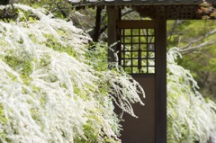 春の雪