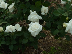 R0011101