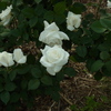 R0011101