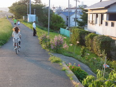 夕方の日差し２