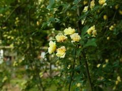 R0011077