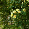 R0011077