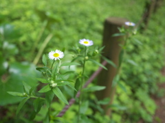 小さな花