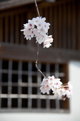 桜と格子窓