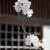 桜と格子窓
