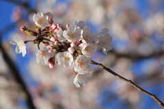 母校（大学）の桜-02