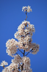 母校（大学）の桜-01