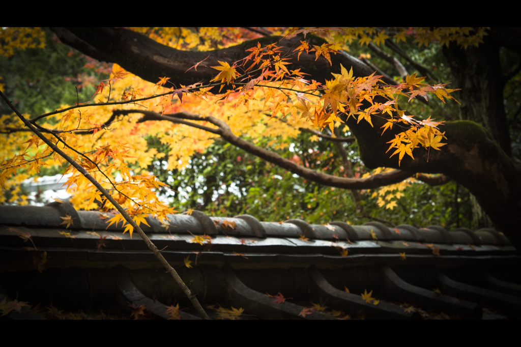 黄色い紅葉