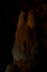 石垣島鍾乳洞　トトロ石