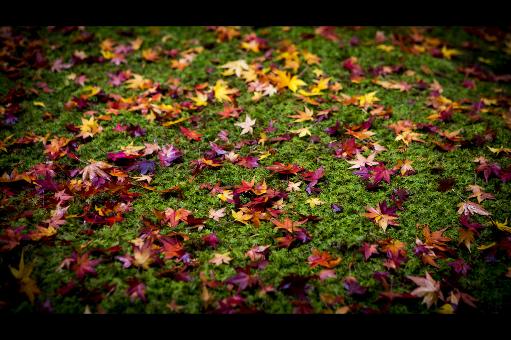 紅葉と苔と