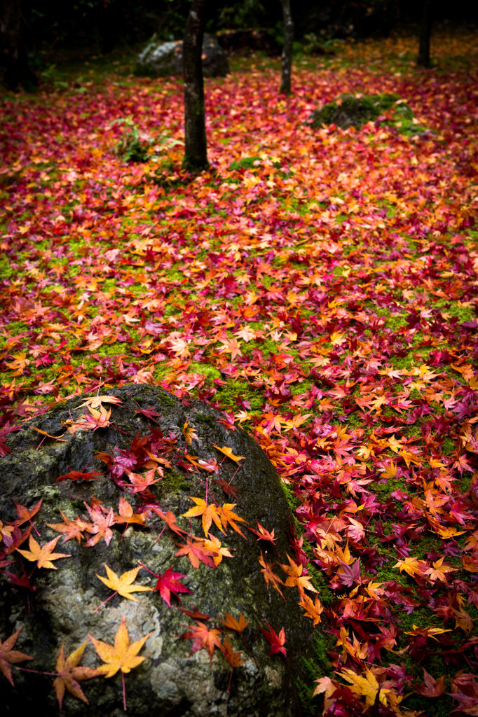 散った紅葉も