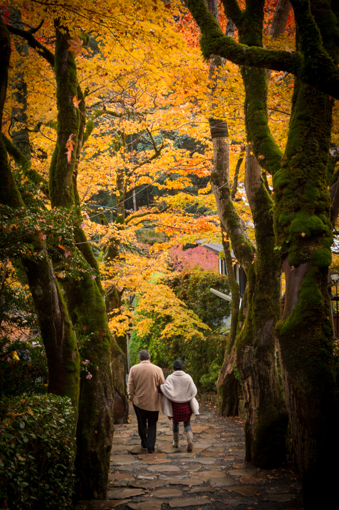 紅葉の路