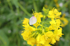 コラボレーション