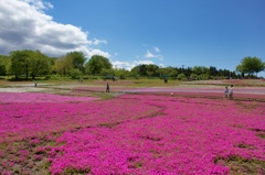 青空と芝桜