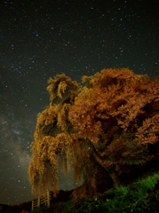 宇宙(そら)をみつめる桜