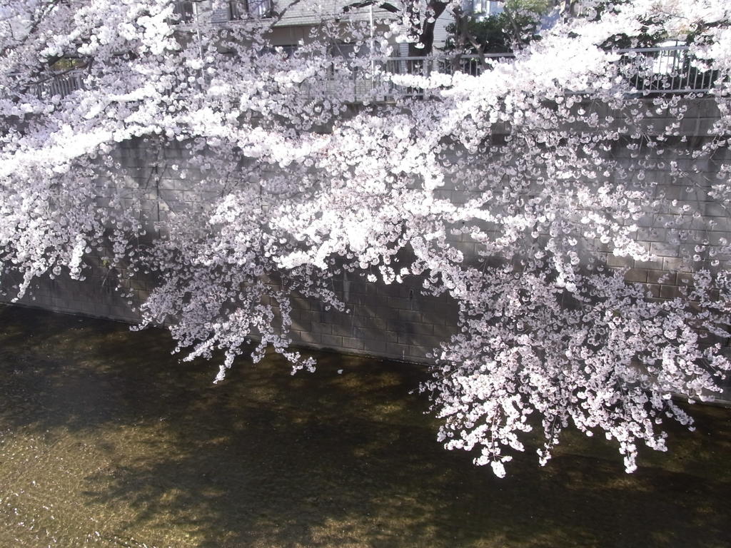 桜の光