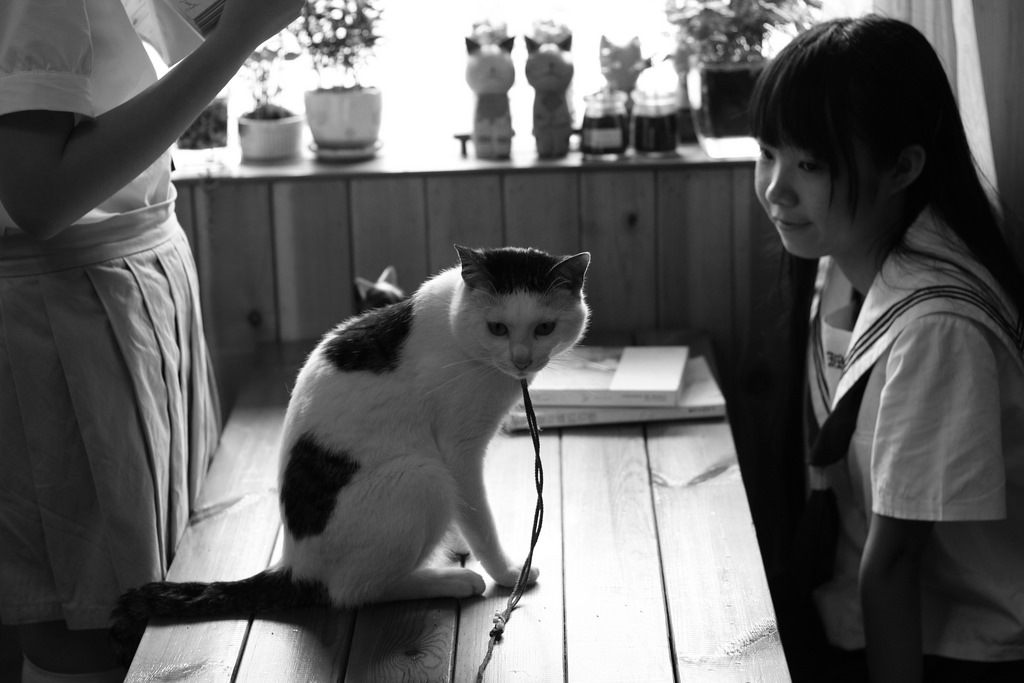 貓和女孩