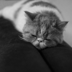 猫