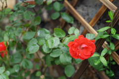 DSC00433