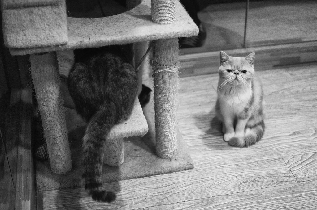 猫