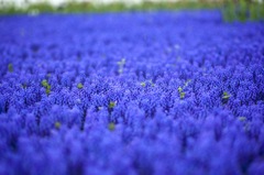 Muscari Family