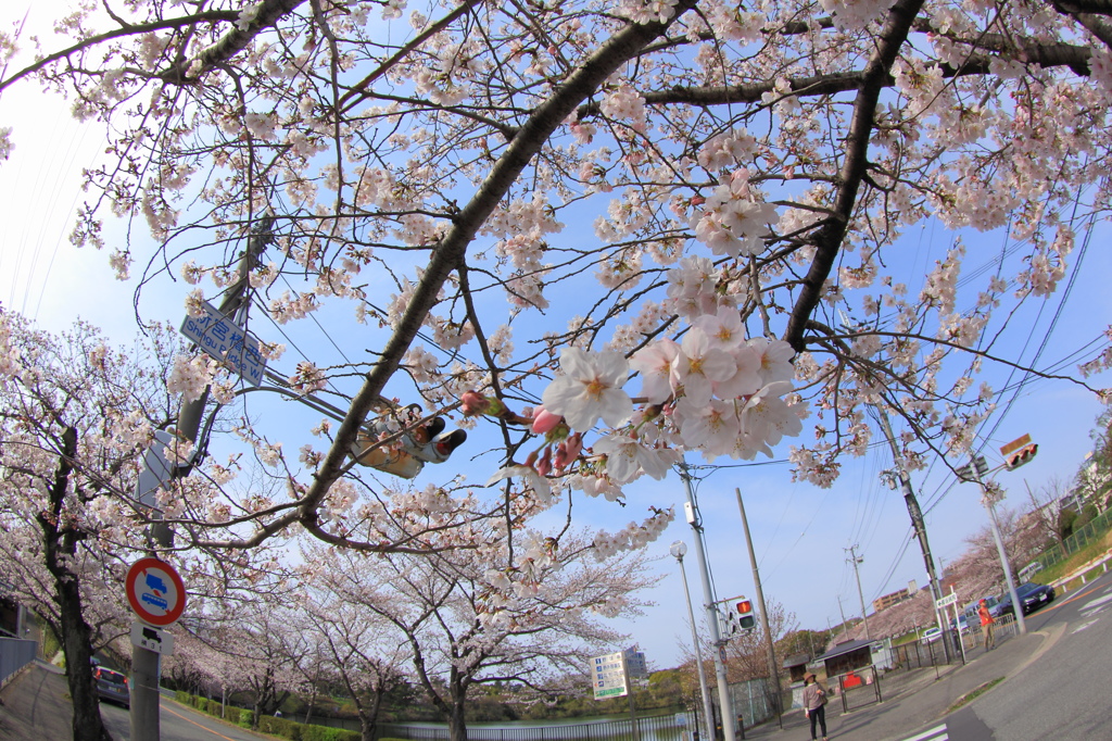 見上げれば桜