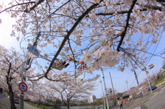 見上げれば桜